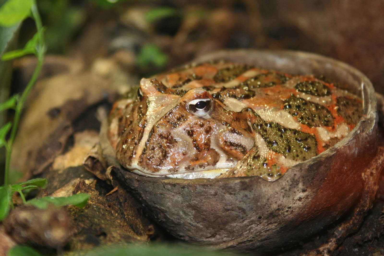 Chacoan Horned Frog @ Chester; 22.09.2010