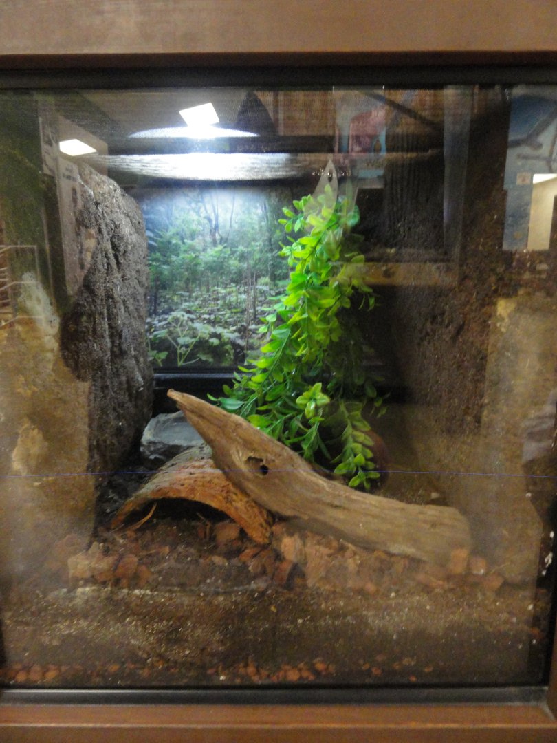 Chacoan Horned Frog Exhibit