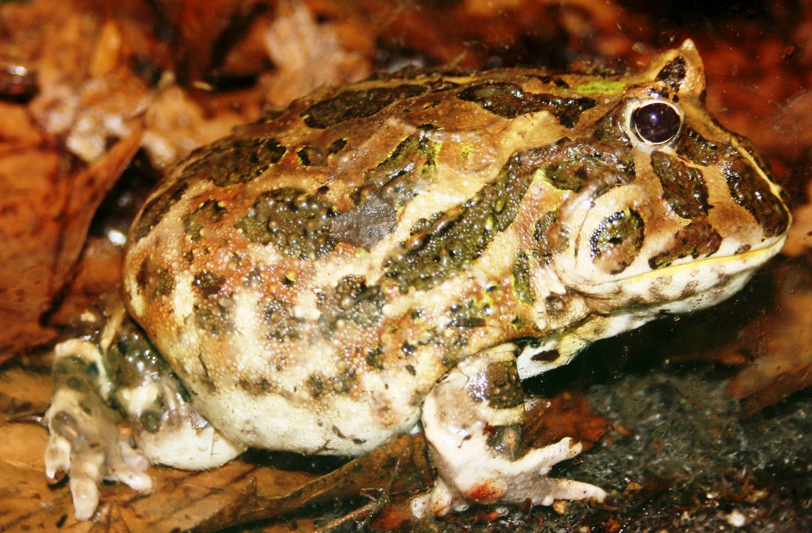 Chacoan horned frog; London Zoo; 30th December 2009