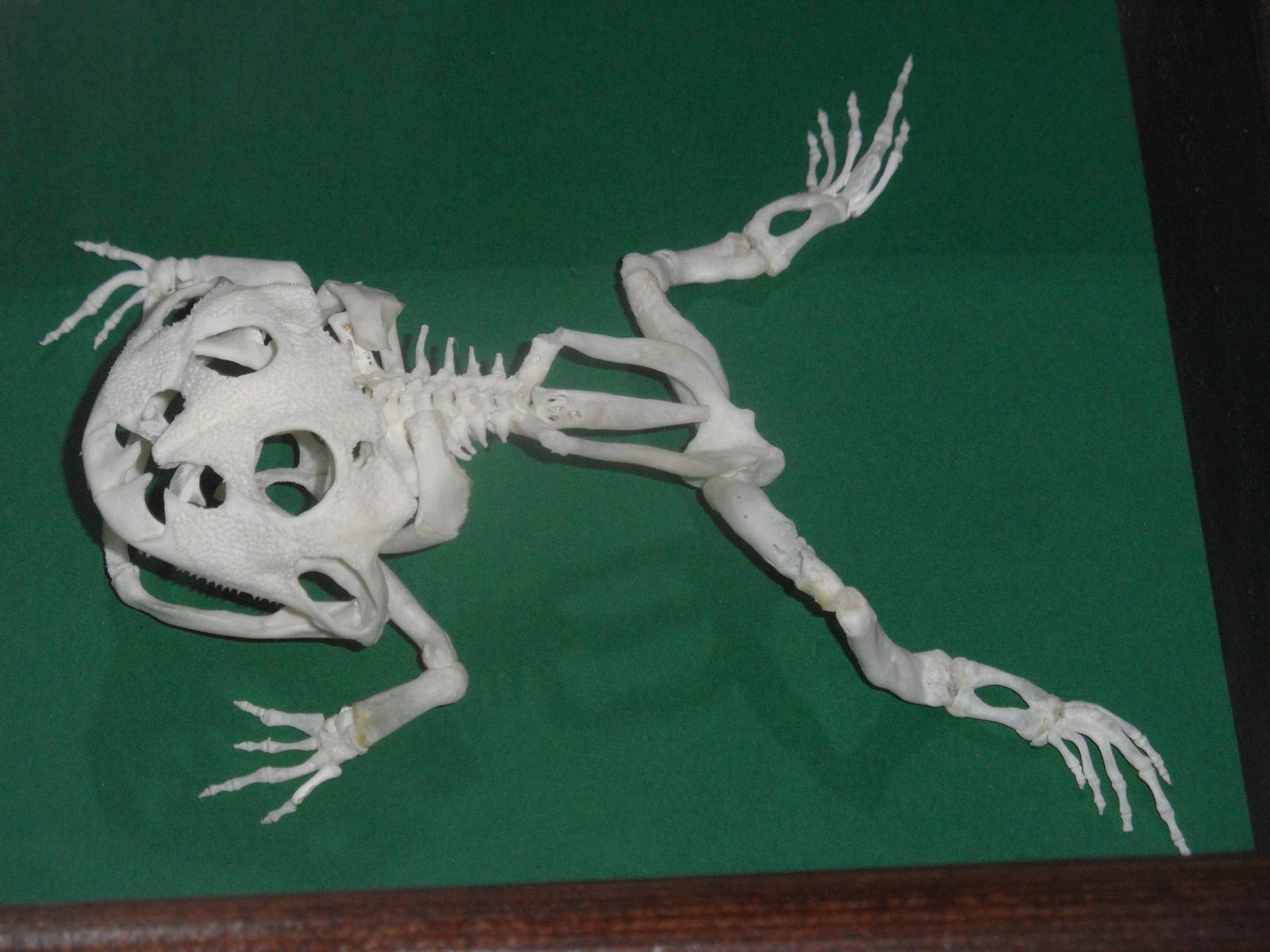 Chacoan horned frog skeleton