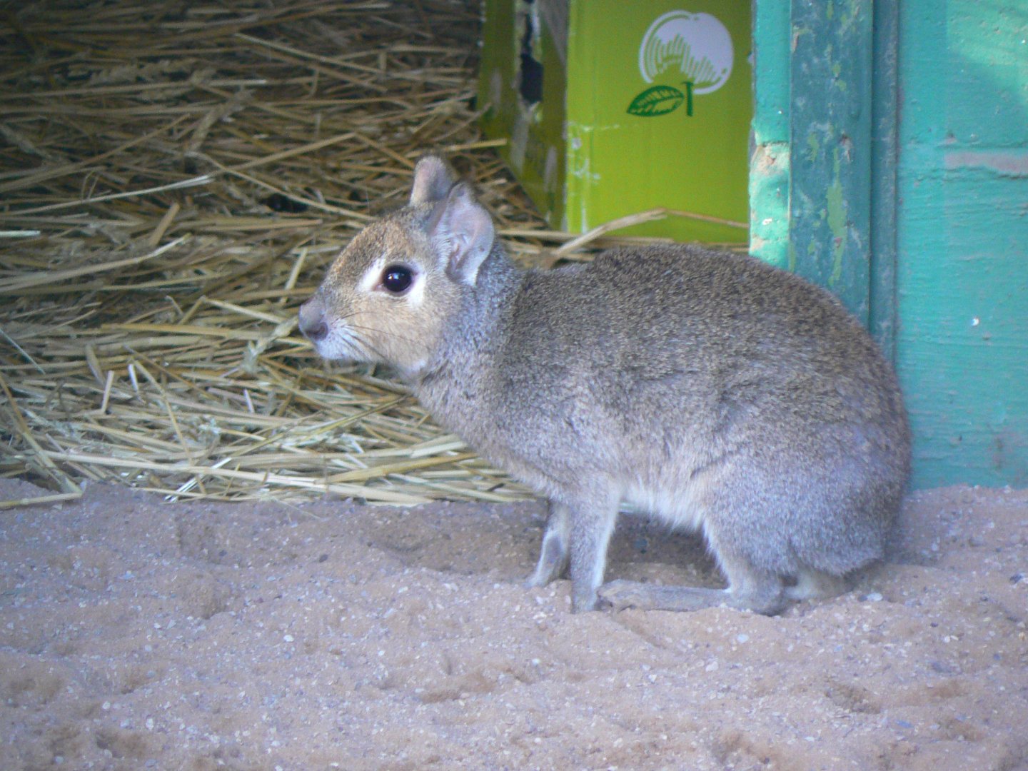 Chacoan Mara - 13 November 2018