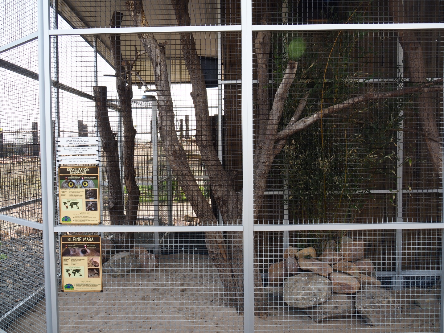 Chacoan mara and Ferruginous pygmy owl exhibit, 2019-04-06