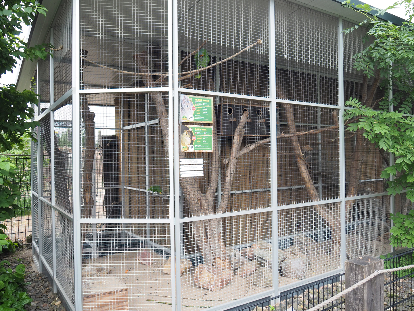 Chacoan mara and Rock cavy exhibit, At the time of my visit (also) home to Amazon parrots, 2022-05-17