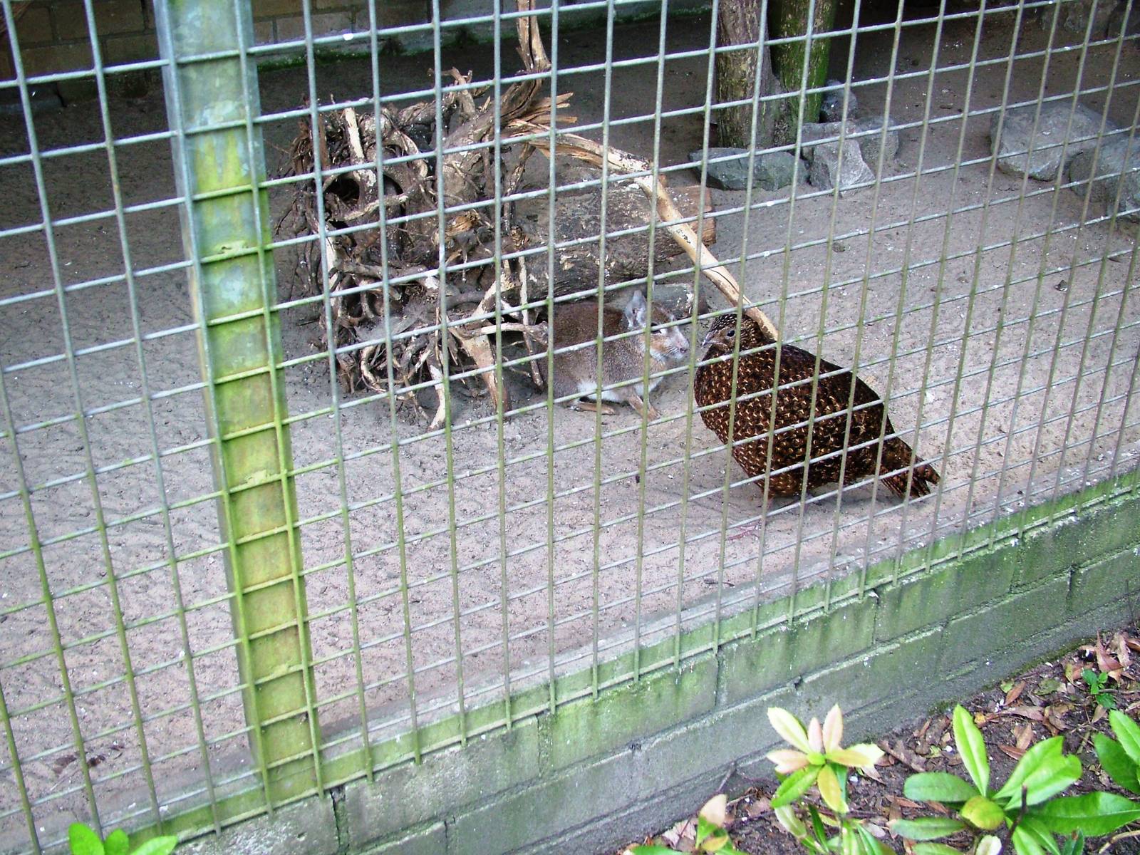 Chacoan Mara and Satyr Tragopan at Best, 02/06/12