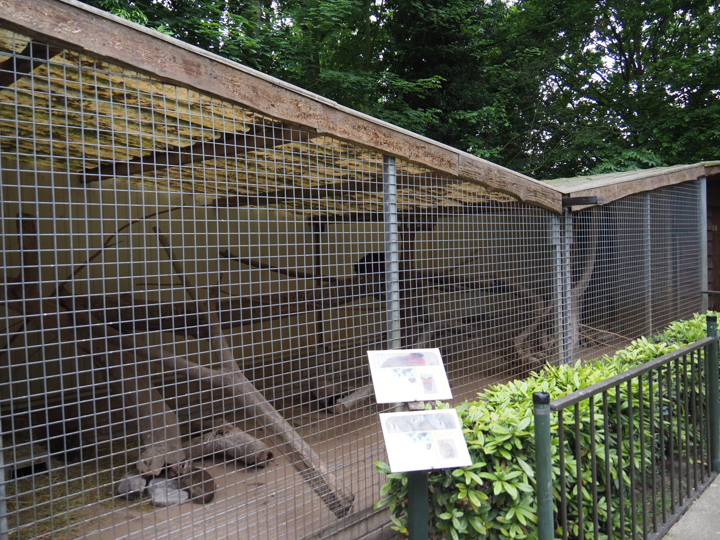 Chacoan mara and Satyr tragopan exhibit, 2019-05-25
