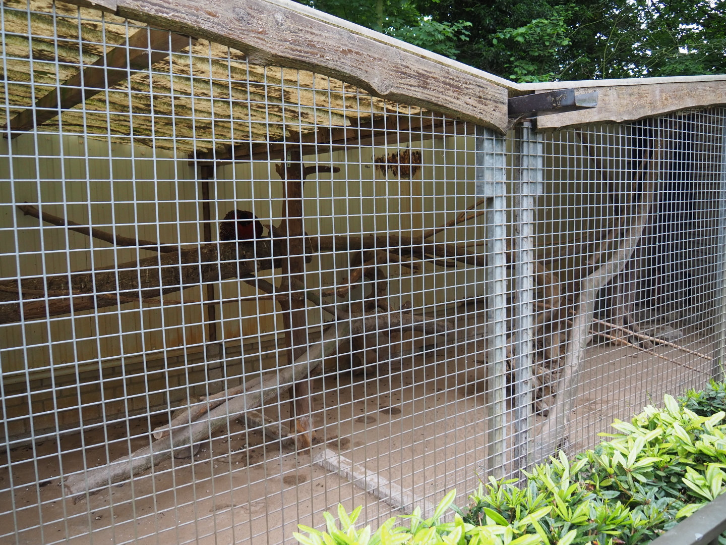 Chacoan mara and Satyr tragopan exhibit, 2019-05-25
