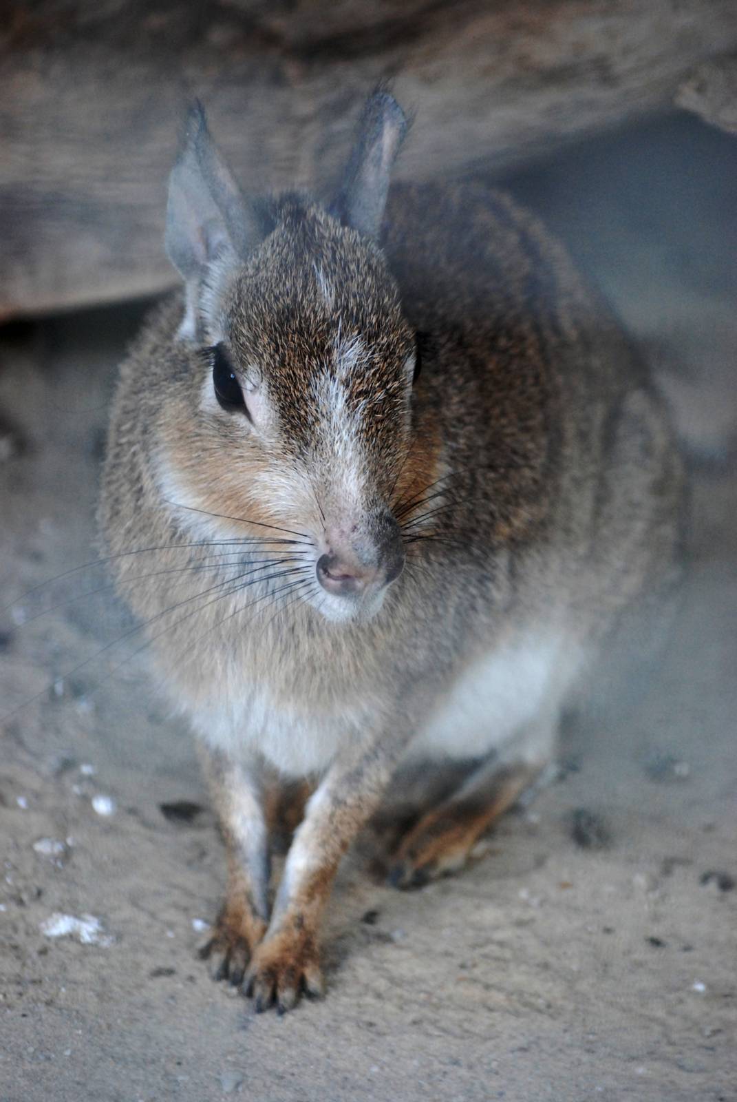 Chacoan Mara at Best, 02/06/12