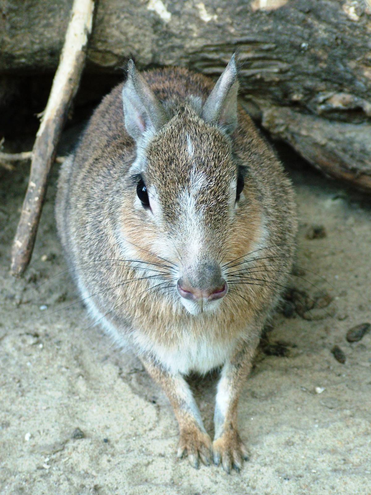 Chacoan Mara at Best, 02/06/12