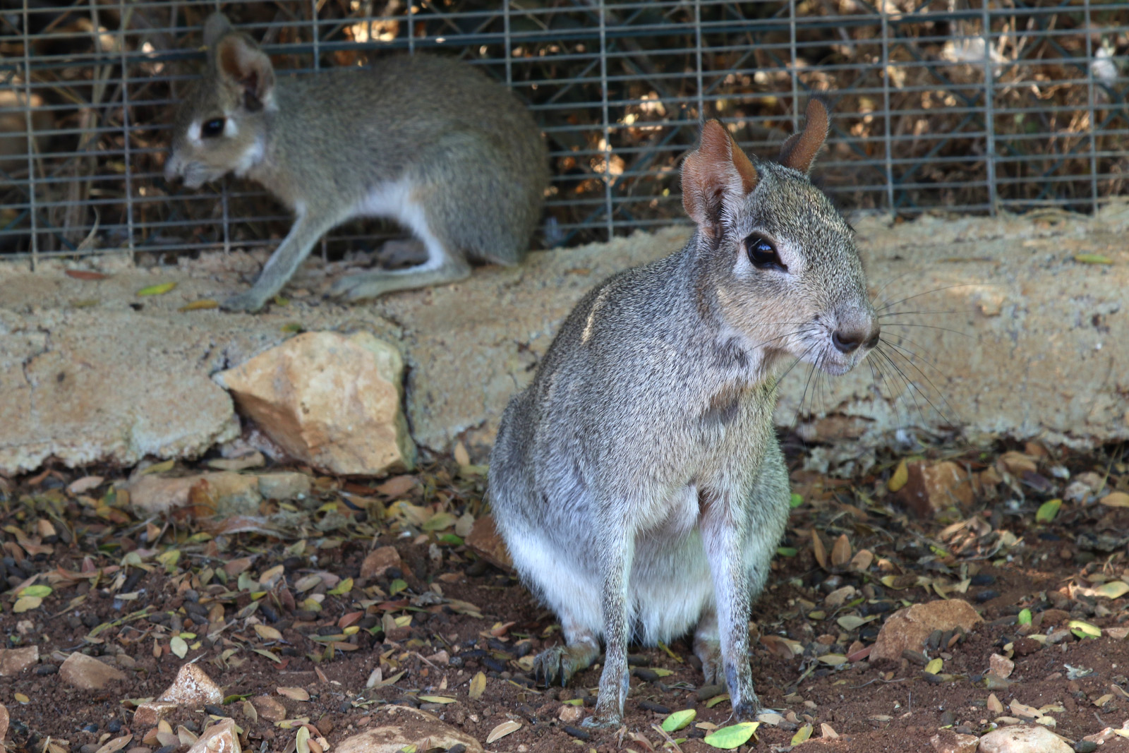 Chacoan Mara at Pafos Zoo 30/07/2023