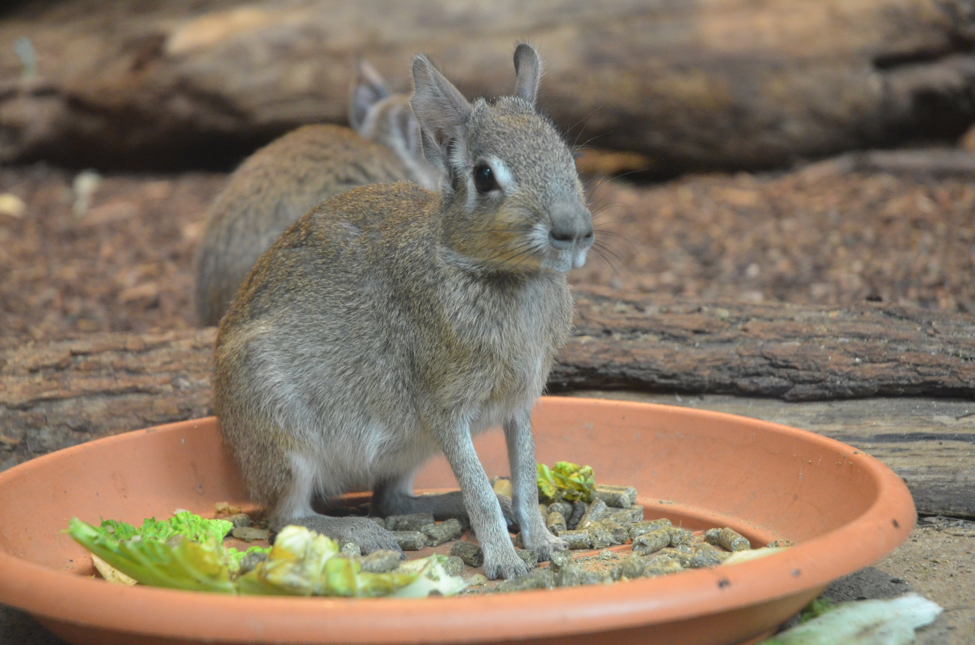 Chacoan Mara at Wuppertal, 16/06/19