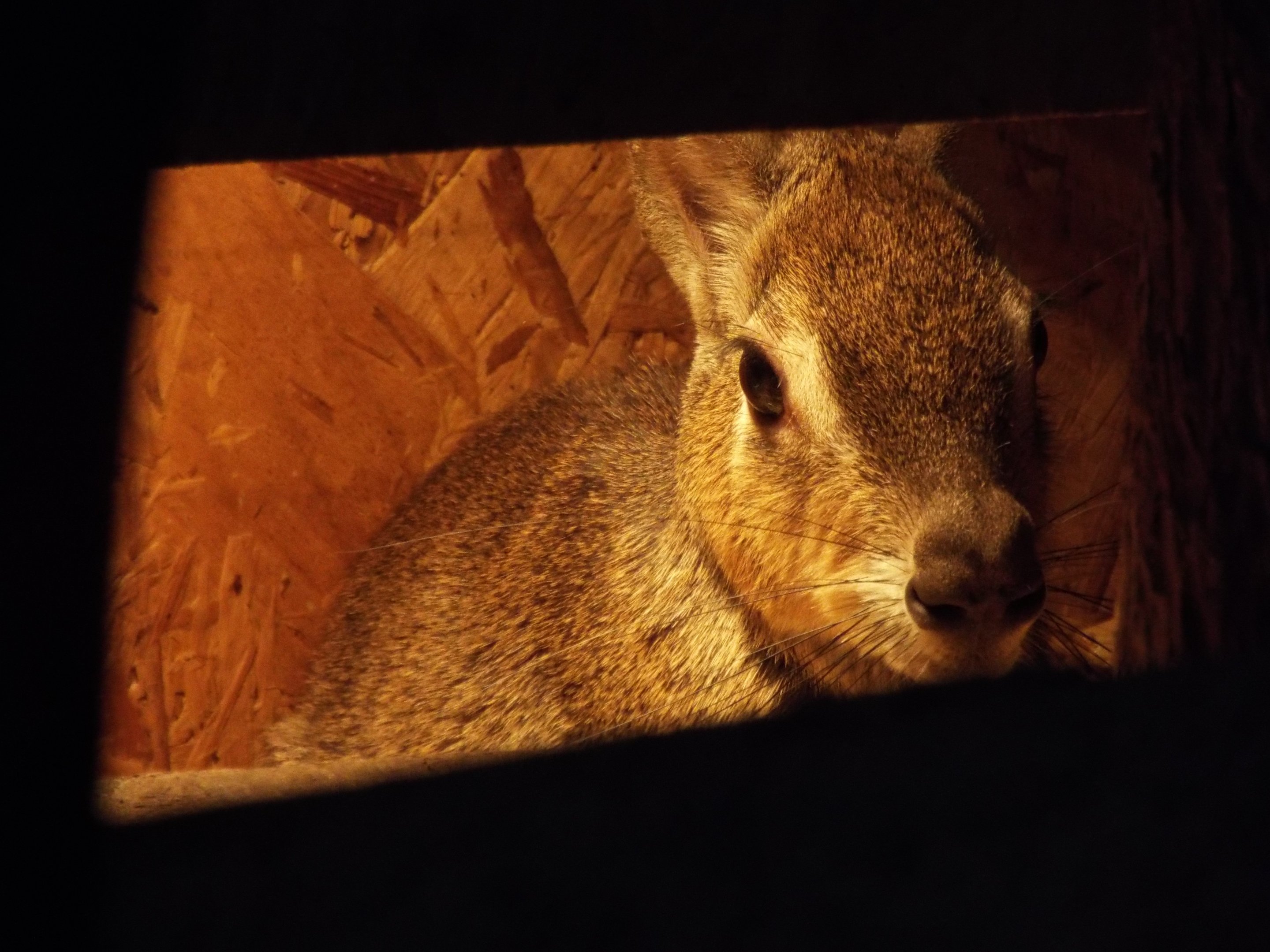 Chacoan Mara Axe Valley