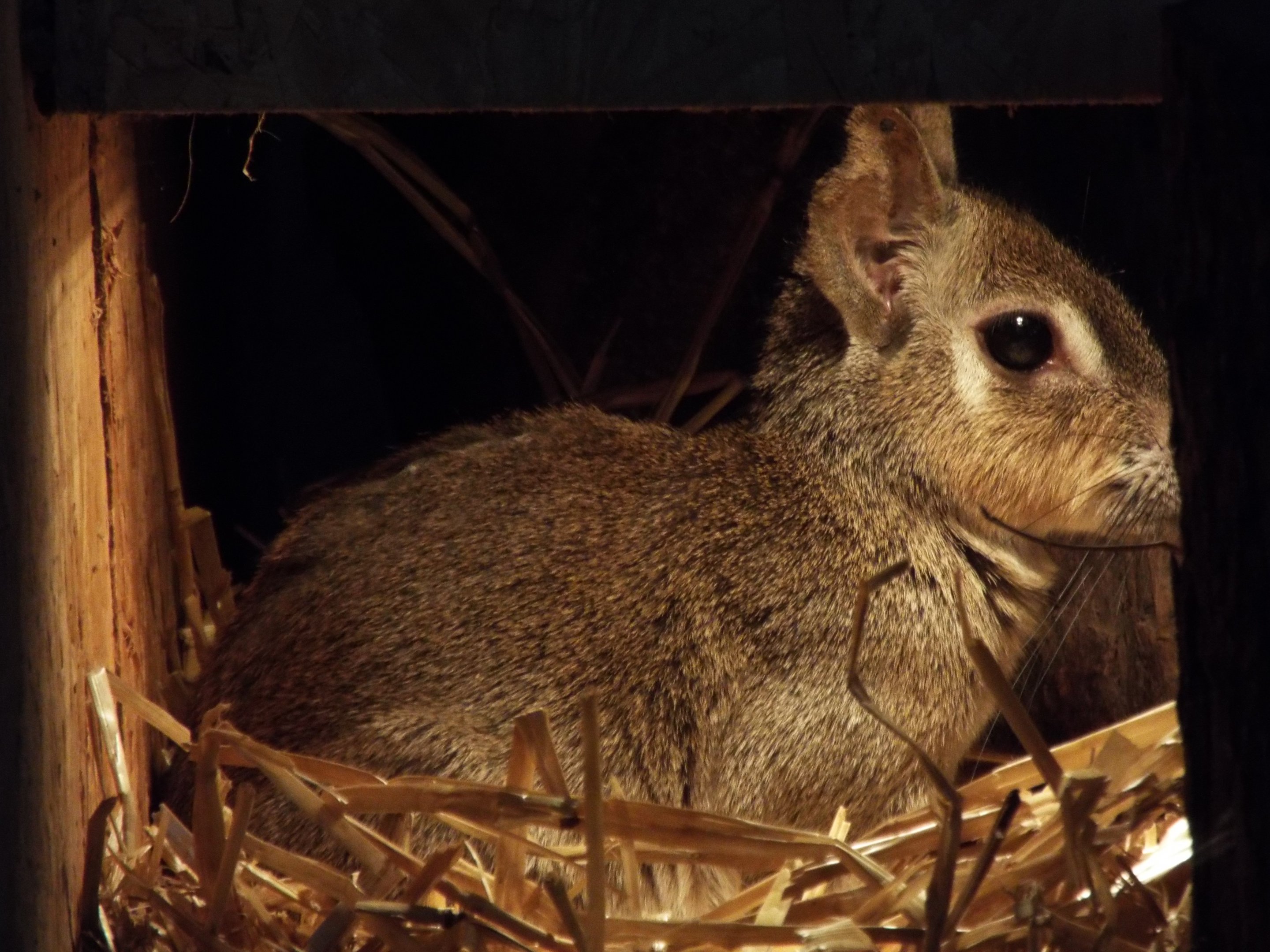 Chacoan Mara Axe Valley