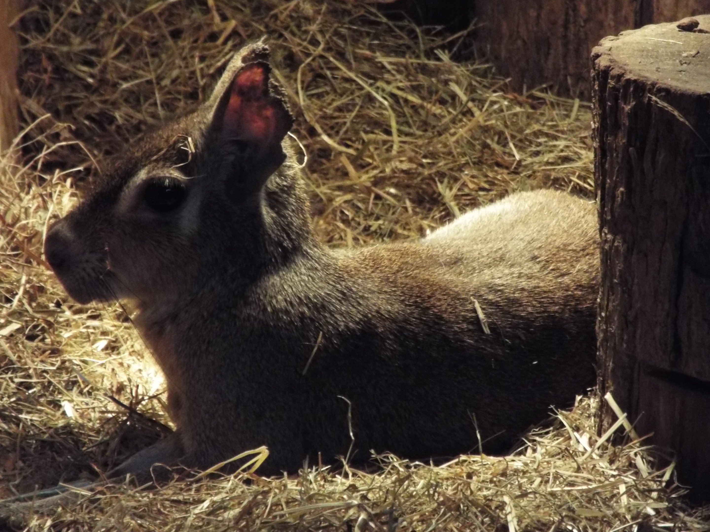 Chacoan Mara - Axe Valley