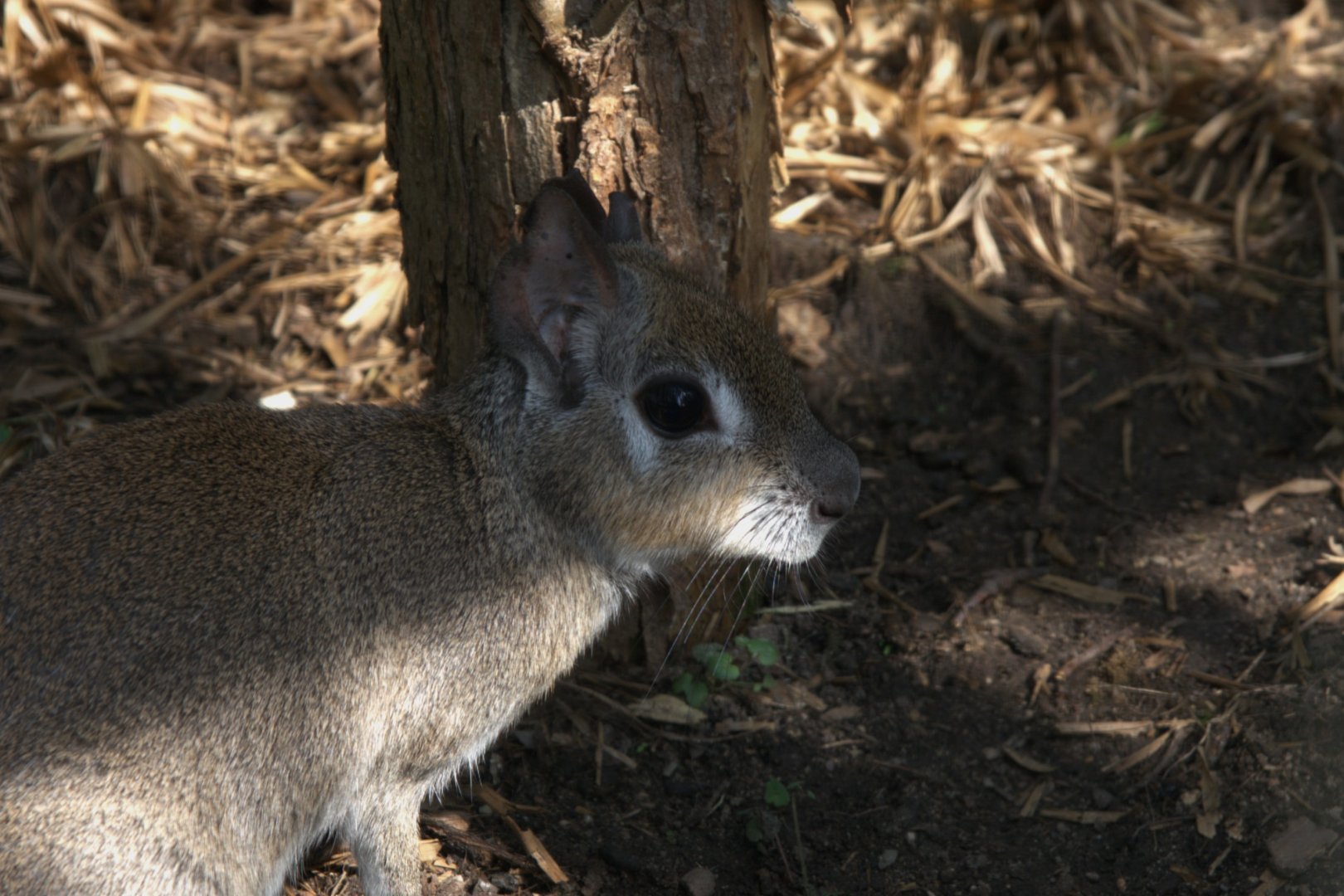 Chacoan Mara (Dolichotis salinicola), 13-09-25