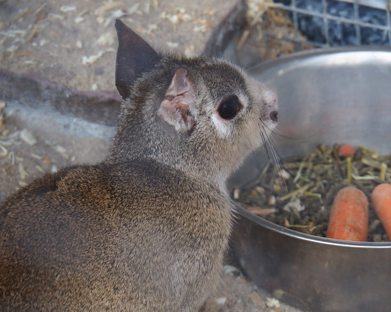 Chacoan mara (Dolichotis salinicola), 2019-04-06