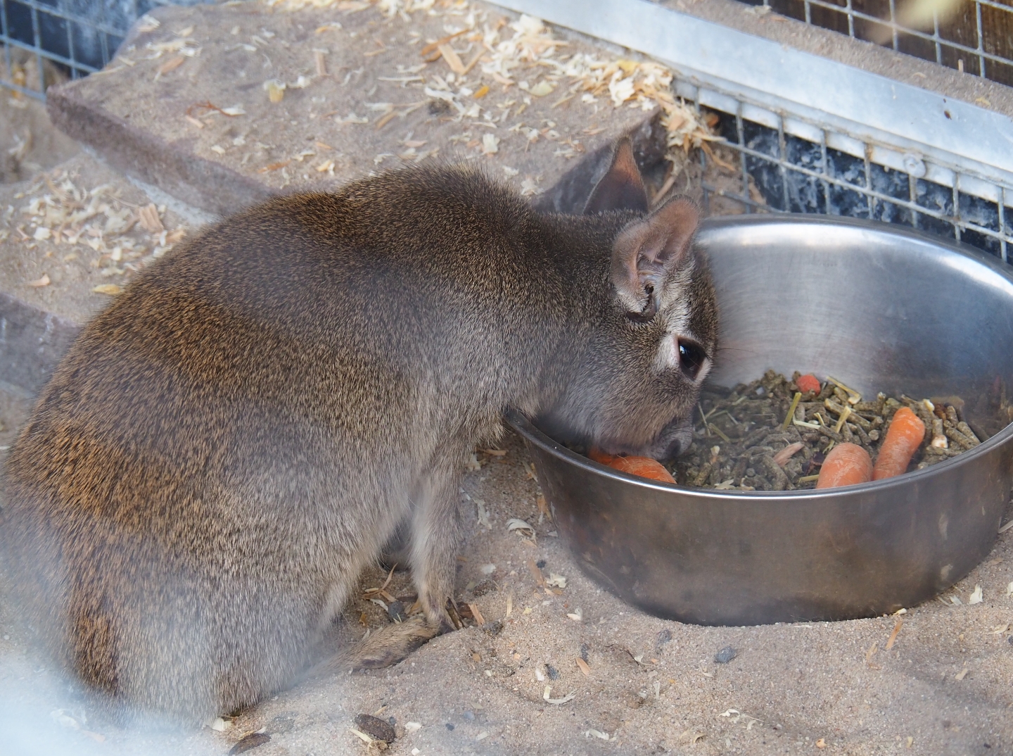 Chacoan mara (Dolichotis salinicola), 2019-04-06