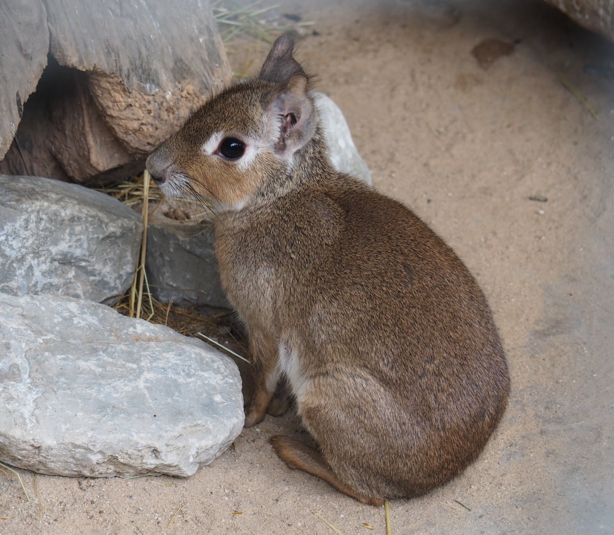 Chacoan mara (Dolichotis salinicola), 2019-05-25