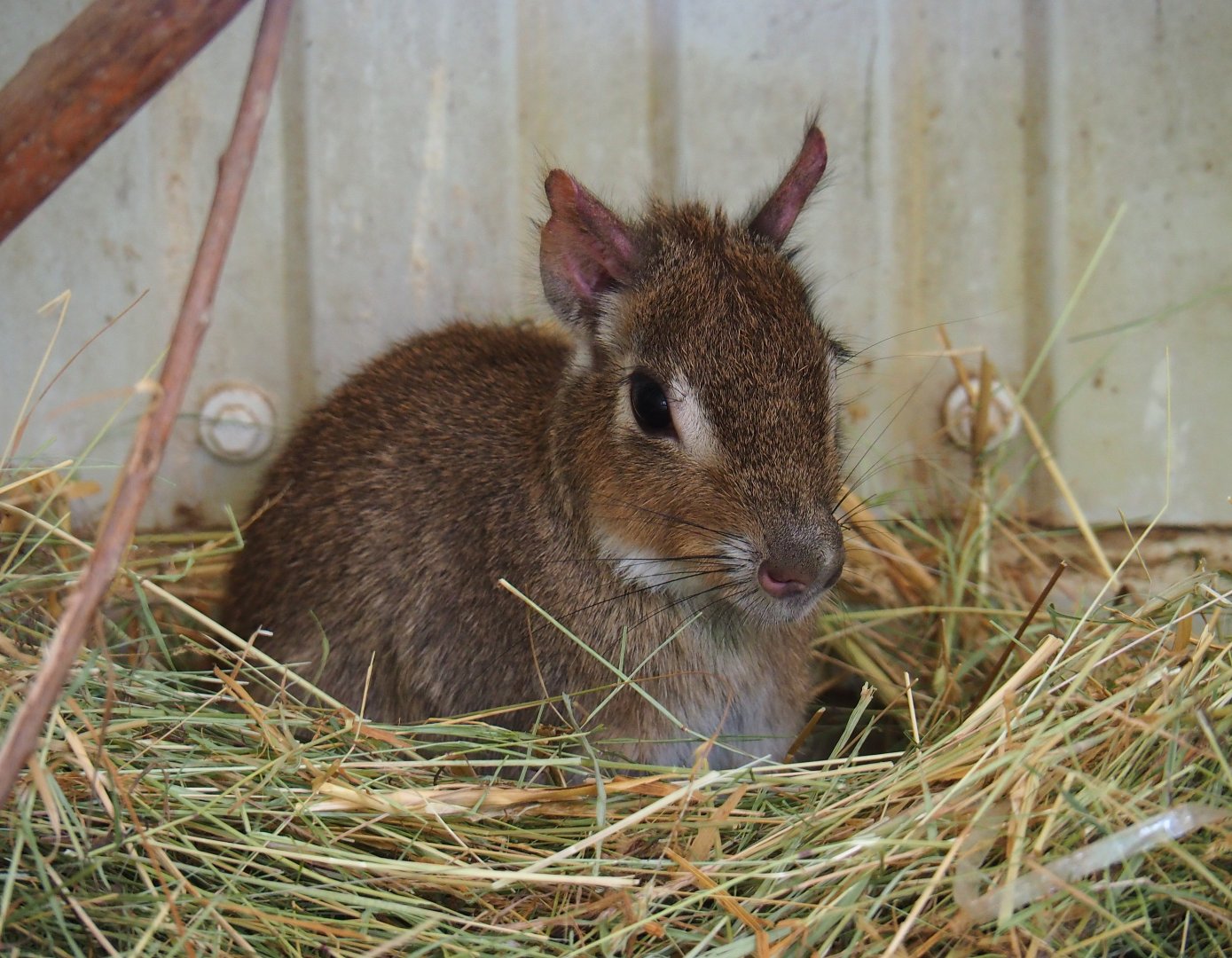 Chacoan mara (Dolichotis salinicola), 2019-05-25