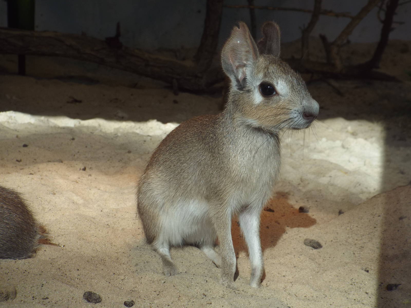 Chacoan Mara (Dolichotis salinicola) at Tierpark Berlin - April 8th 2014
