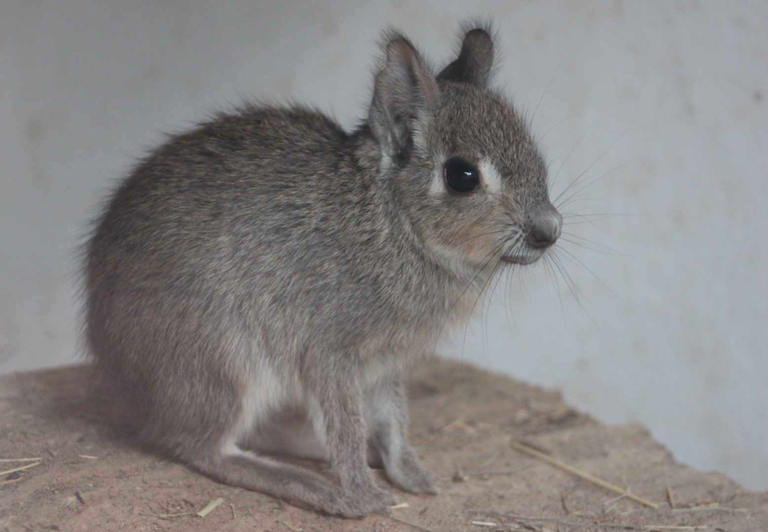 Chacoan mara (Dolichotis salinicola) - baby