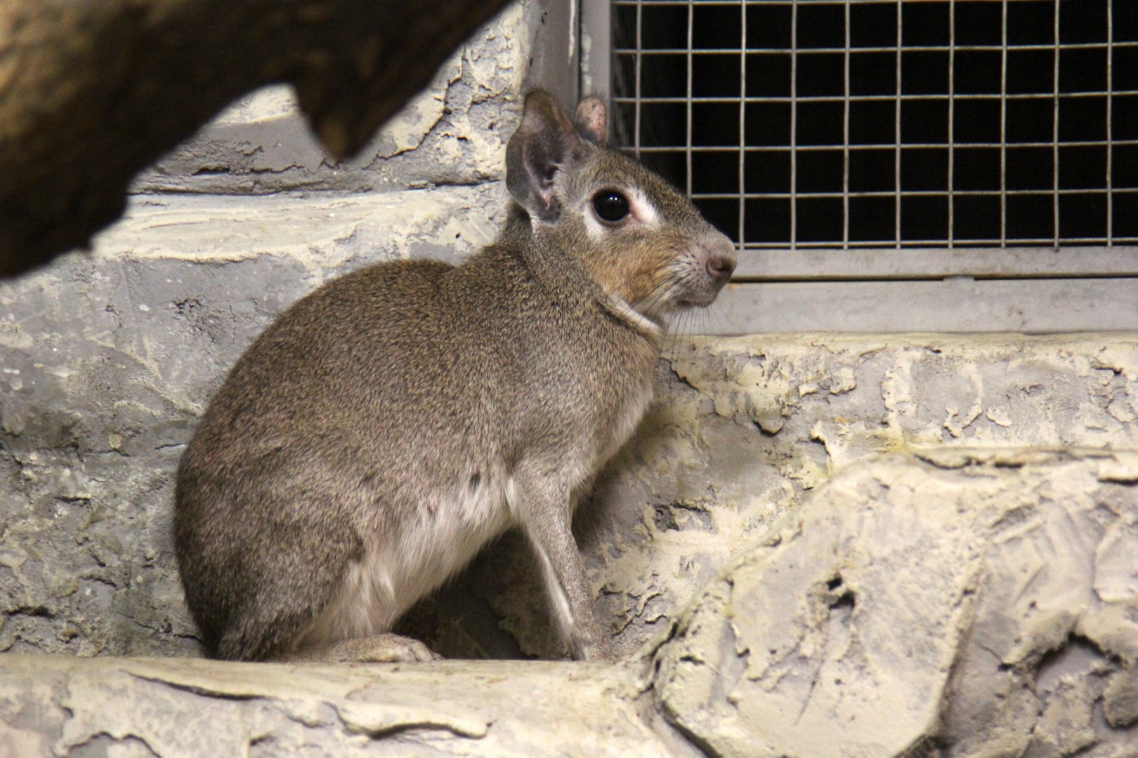 Chacoan mara (Dolichotis salinicola)