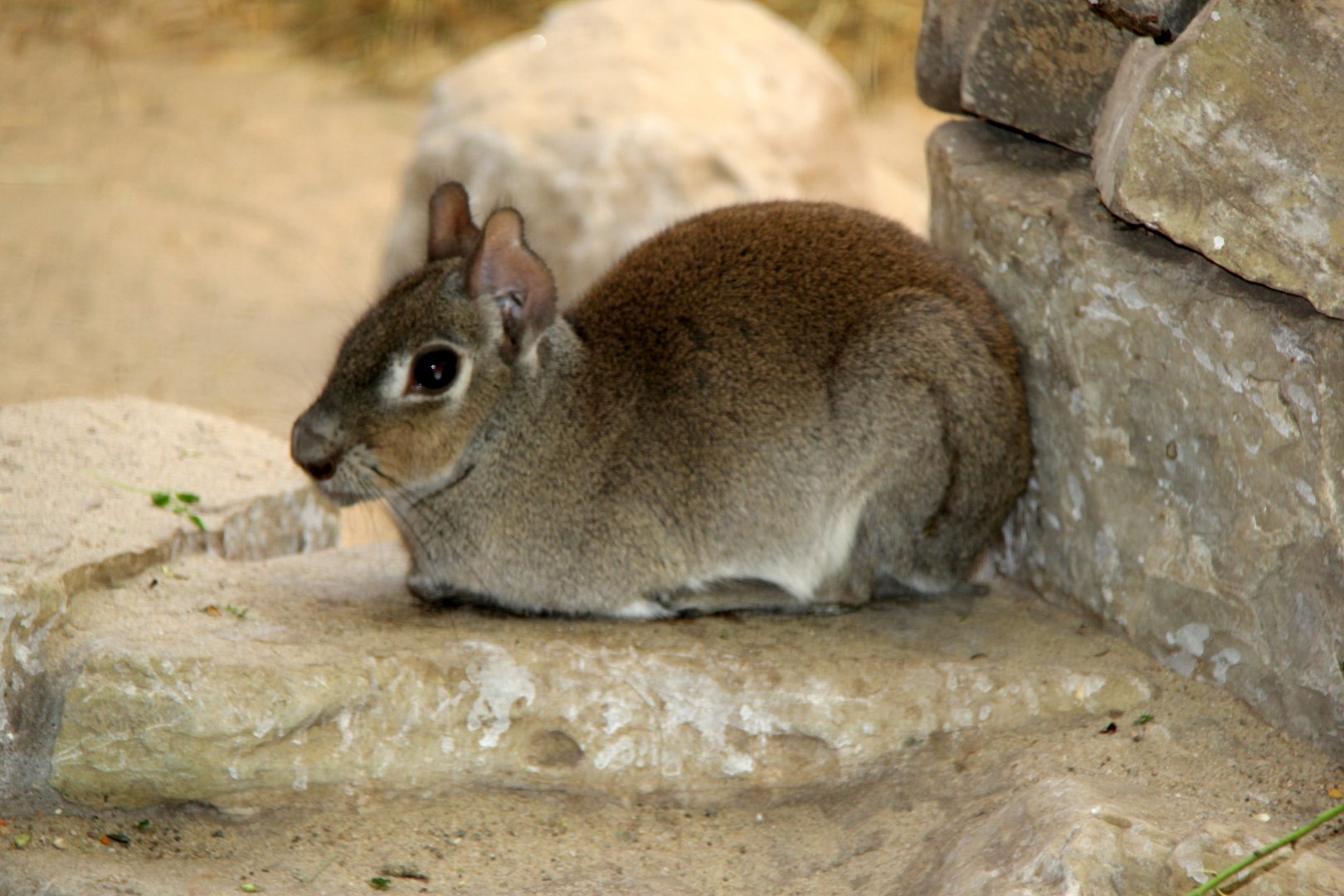 Chacoan mara (Dolichotis salinicola)