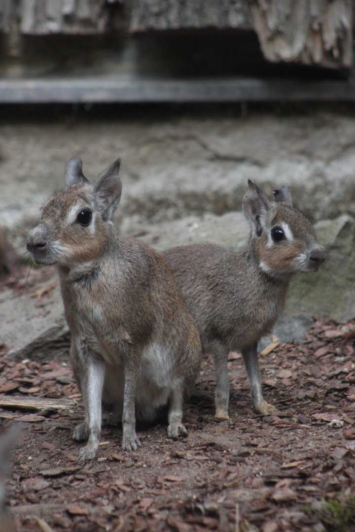 Chacoan mara (Dolichotis salinicola)