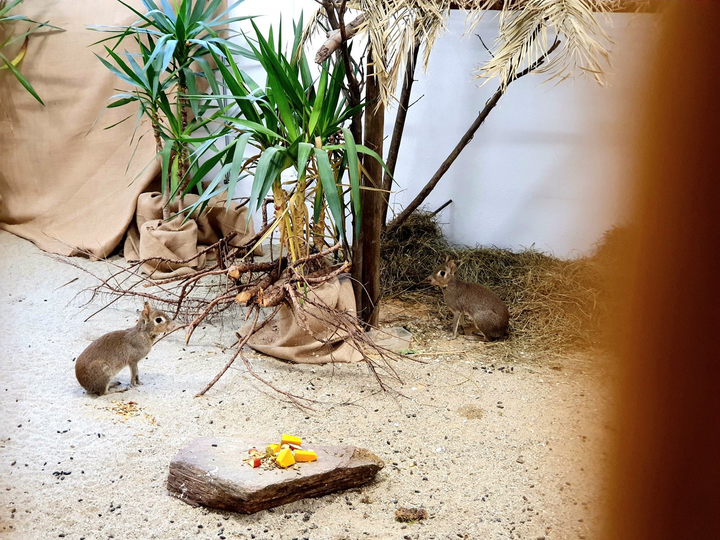 Chacoan mara - Dolichotis salinicola