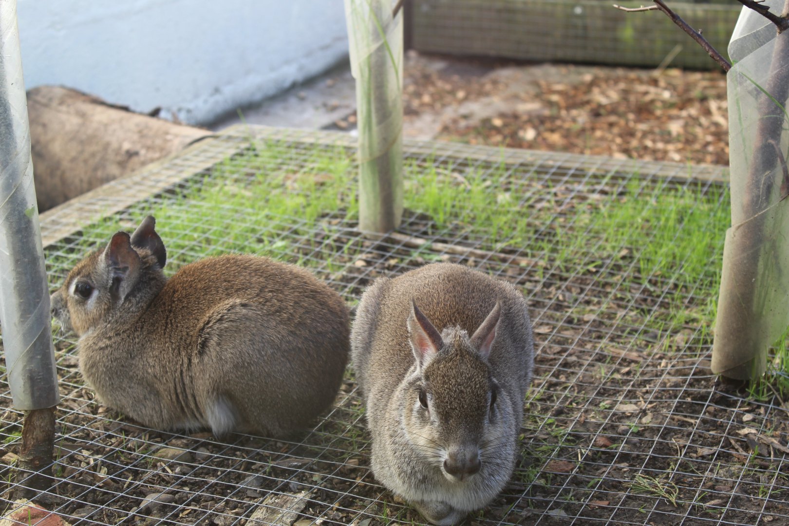 Chacoan mara (Dolichotis salinicola)