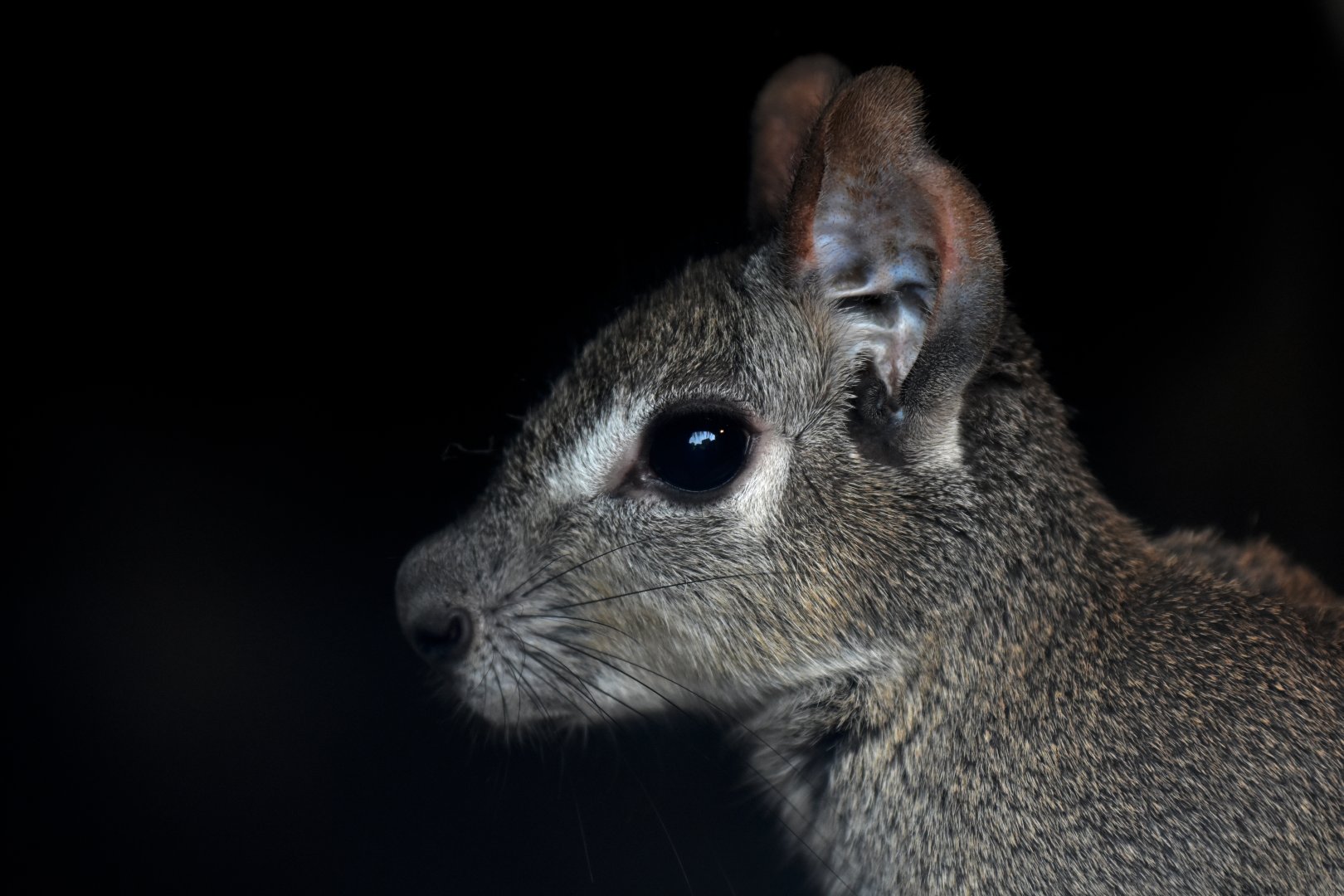 Chacoan mara Dolichotis salinicola