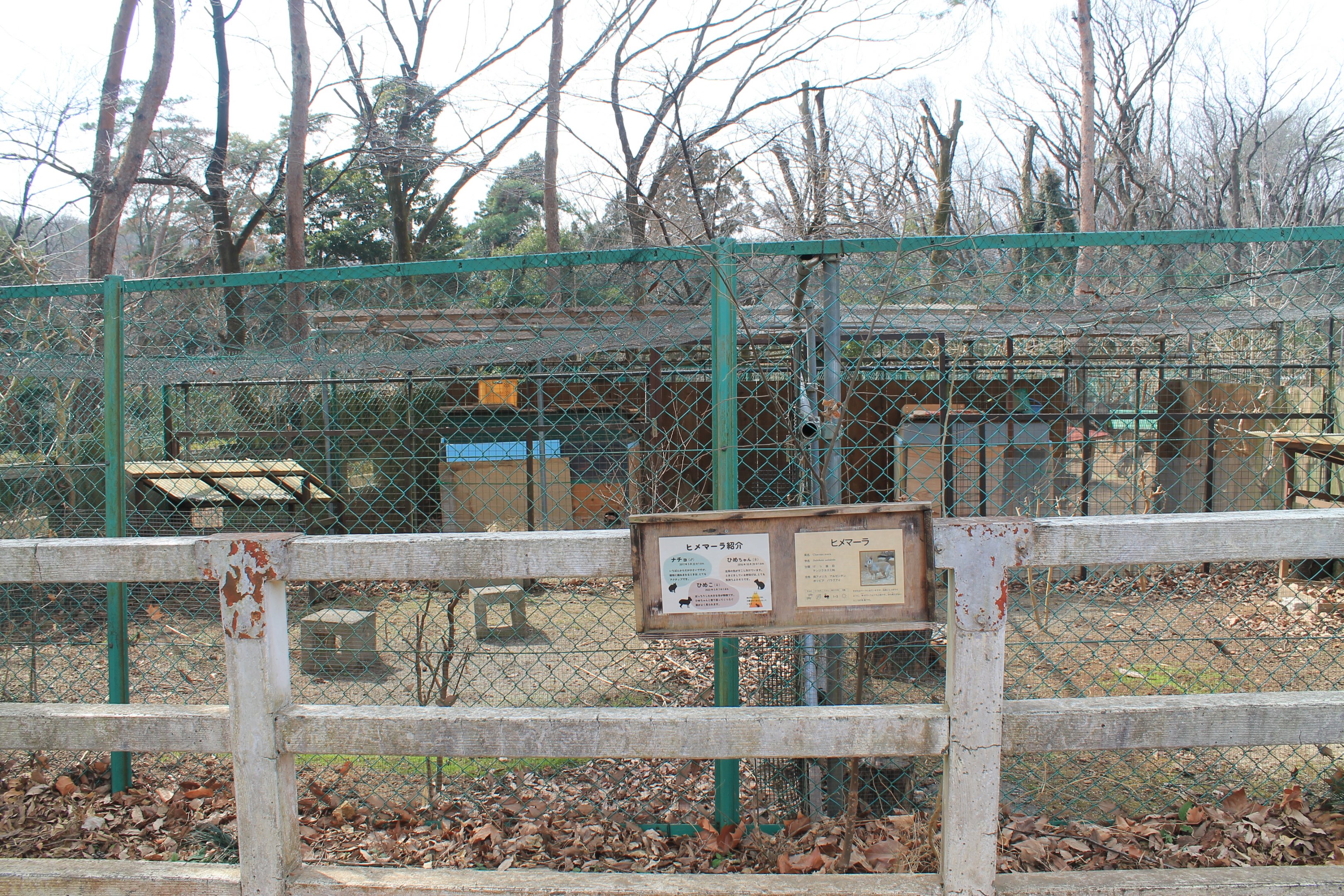 Chacoan Mara enclosure - Saitama Childrens Zoo