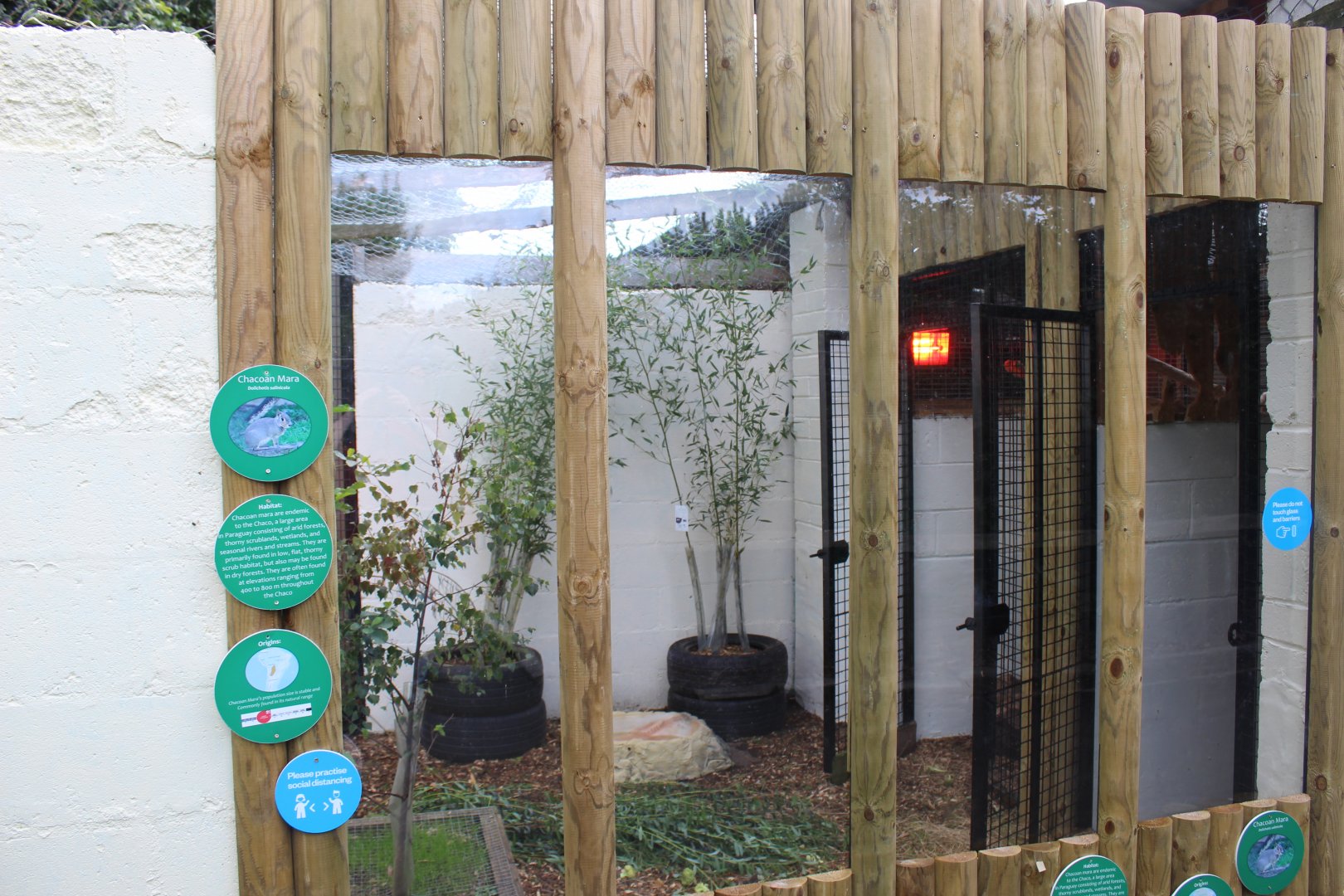 Chacoan mara enclosure