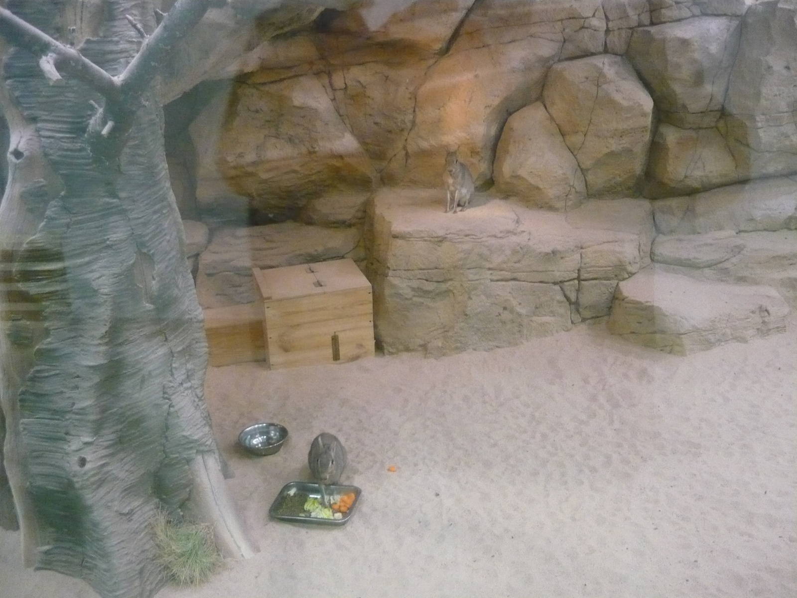 Chacoan mara exhibit