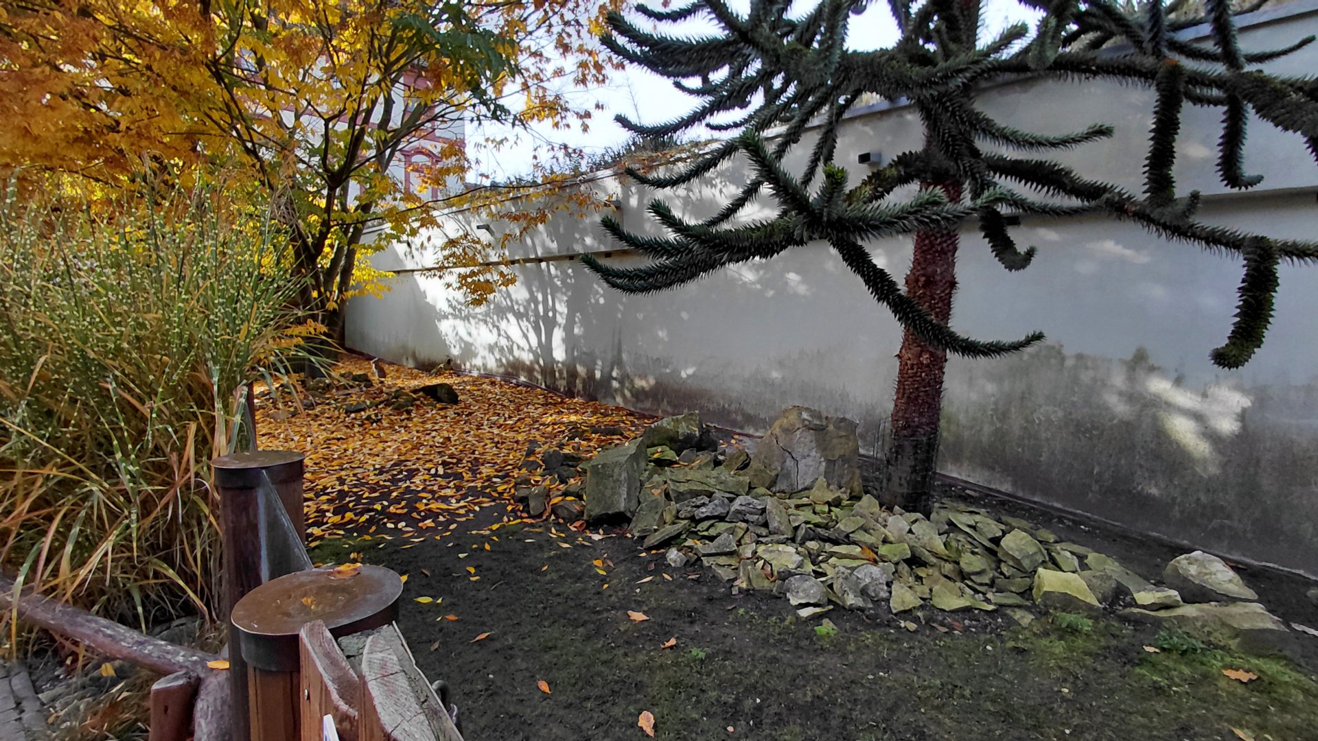 Chacoan mara exhibit