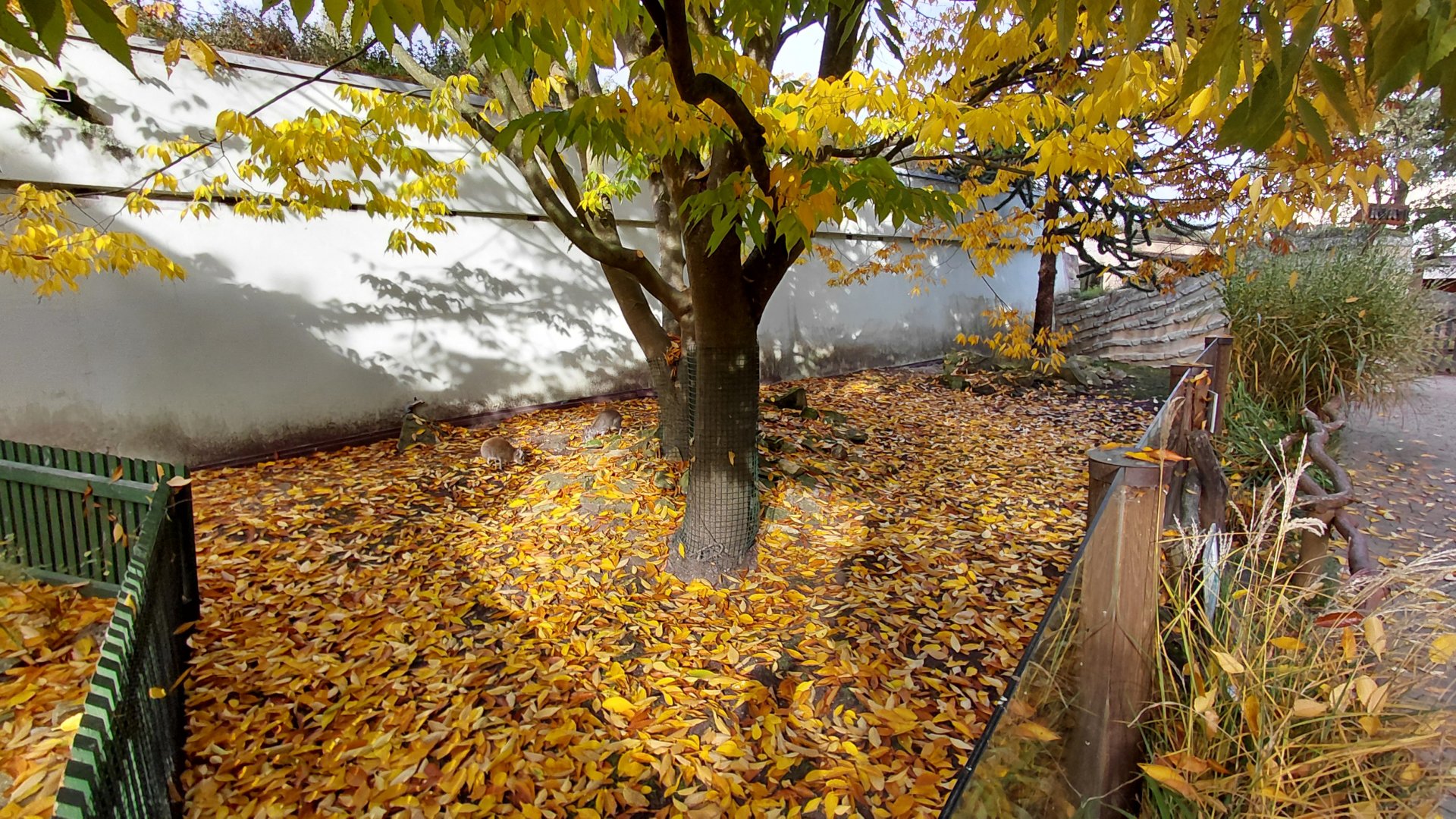 Chacoan mara exhibit