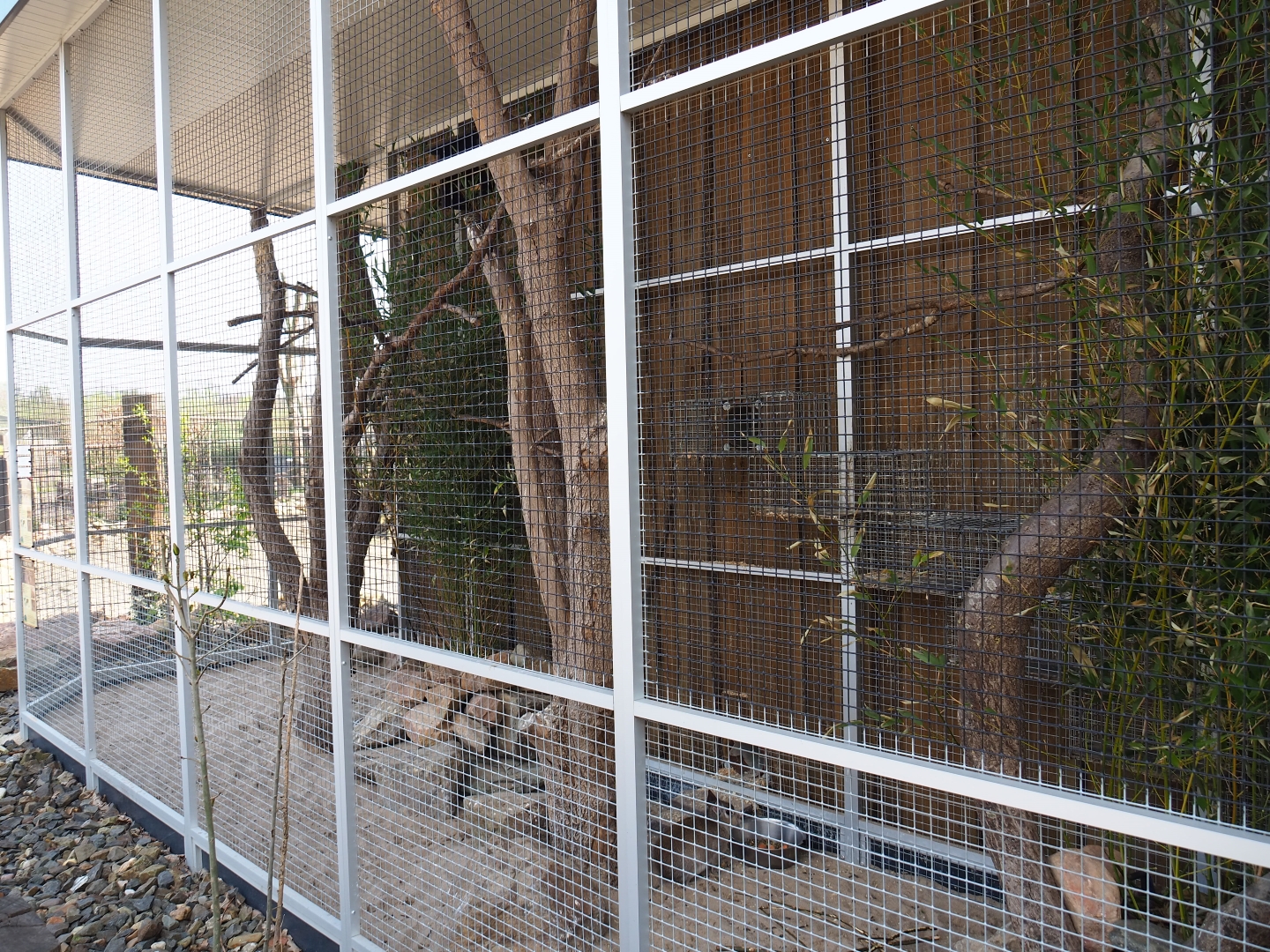 Chacoan mara - Ferruginous pygmy owl exhibit, 2019-04-06