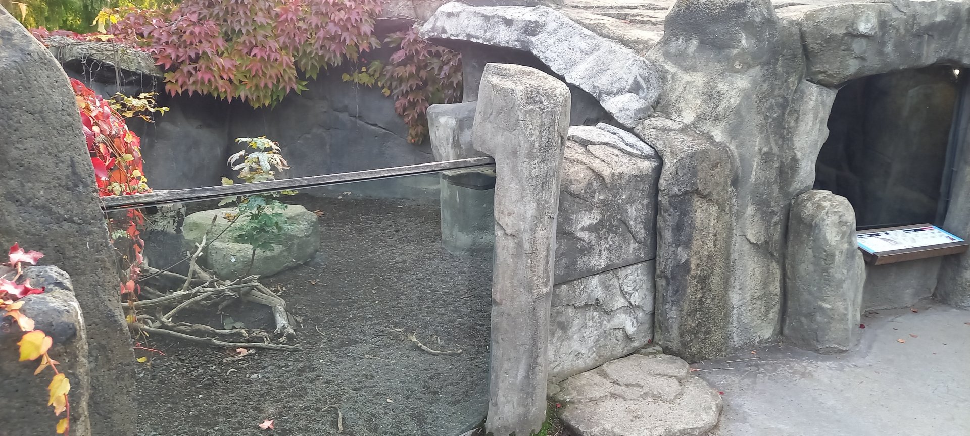 Chacoan mara in-and outdoor enclosure