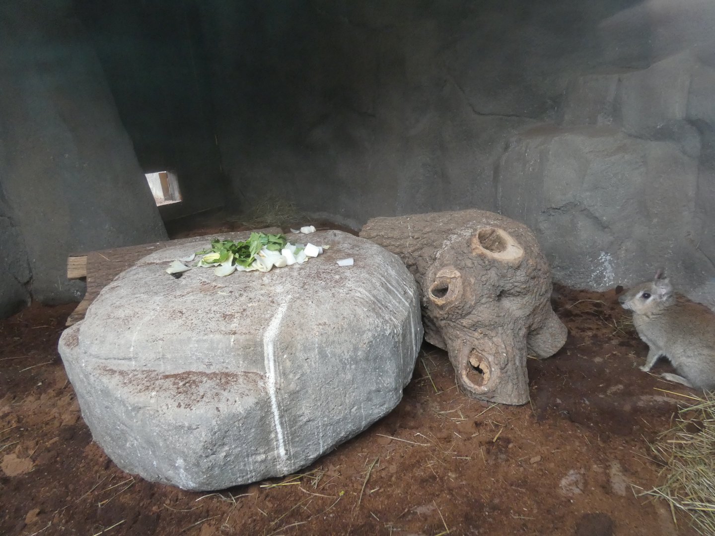 Chacoan mara indoor enclosure