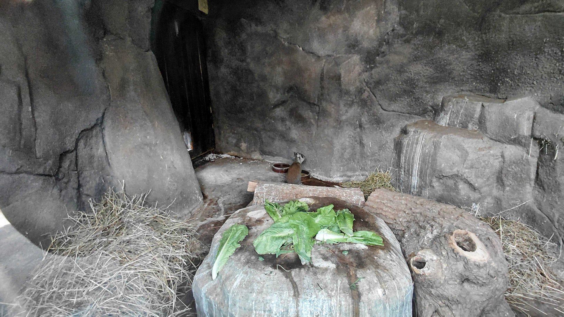 Chacoan mara indoor exhibit