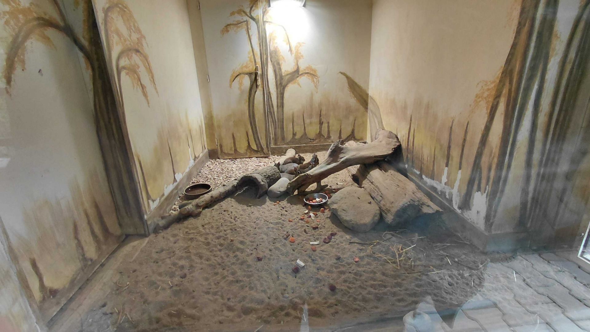 Chacoan mara indoor exhibit