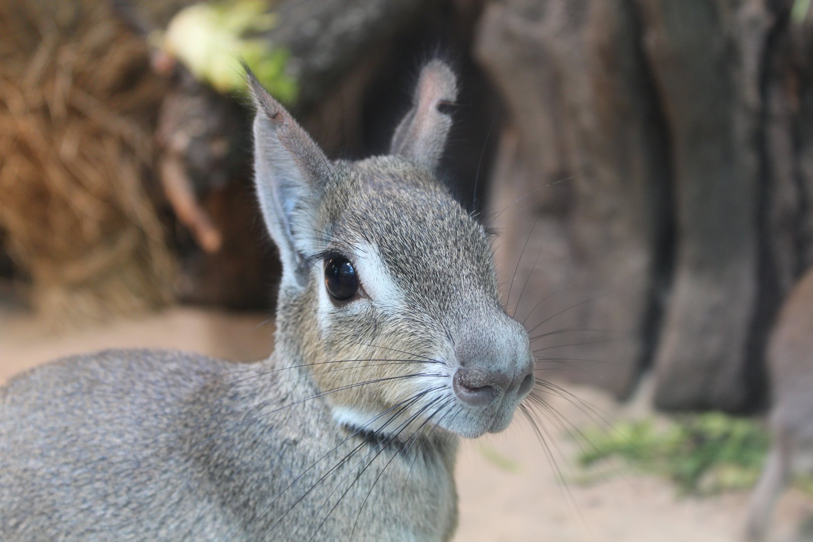 Chacoan Mara - July 2019