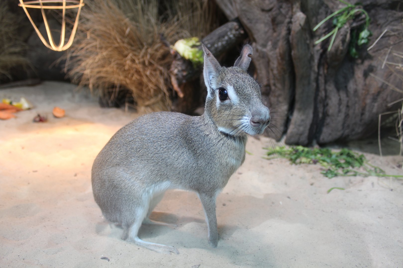 Chacoan Mara - July 2019