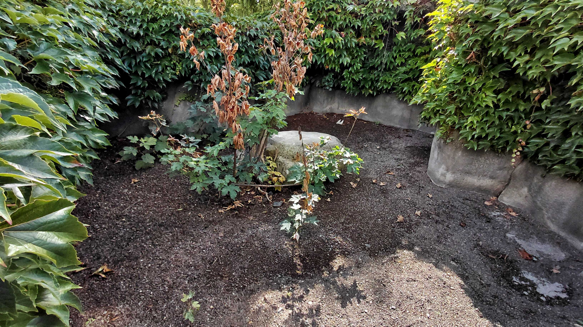Chacoan mara outdoor exhibit