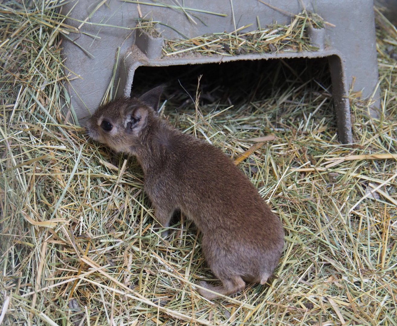 Chacoan mara pup (Dolichotis salinicola), 2019-05-25