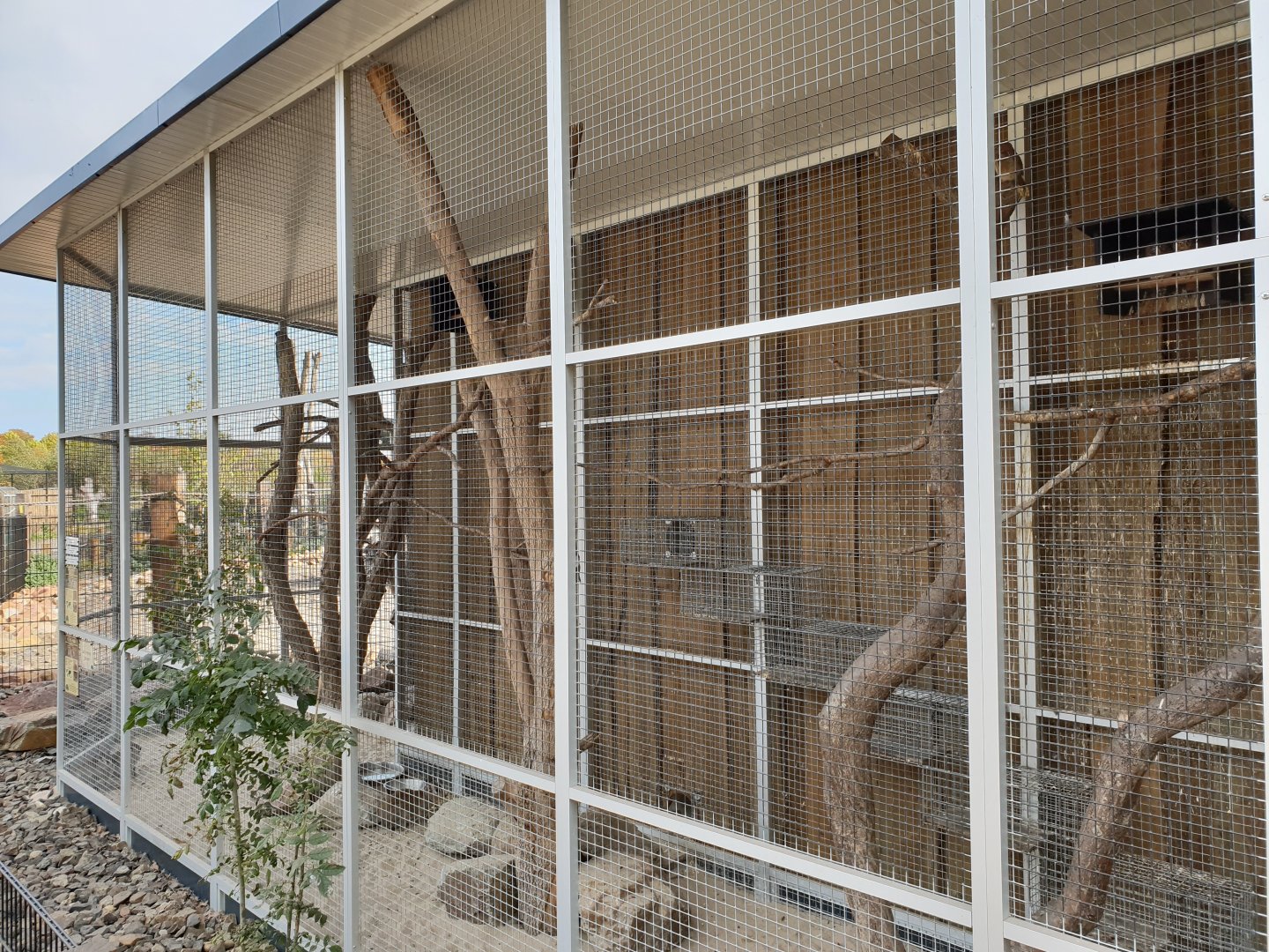 Chacoan mara - Pygmy owl enclosure