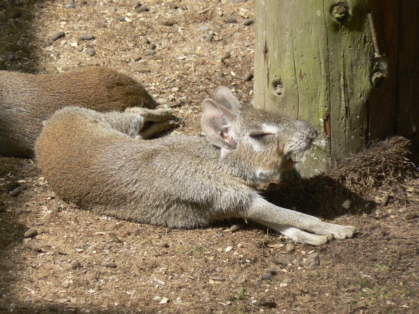 Chacoan Mara stretching - 11 August 2019