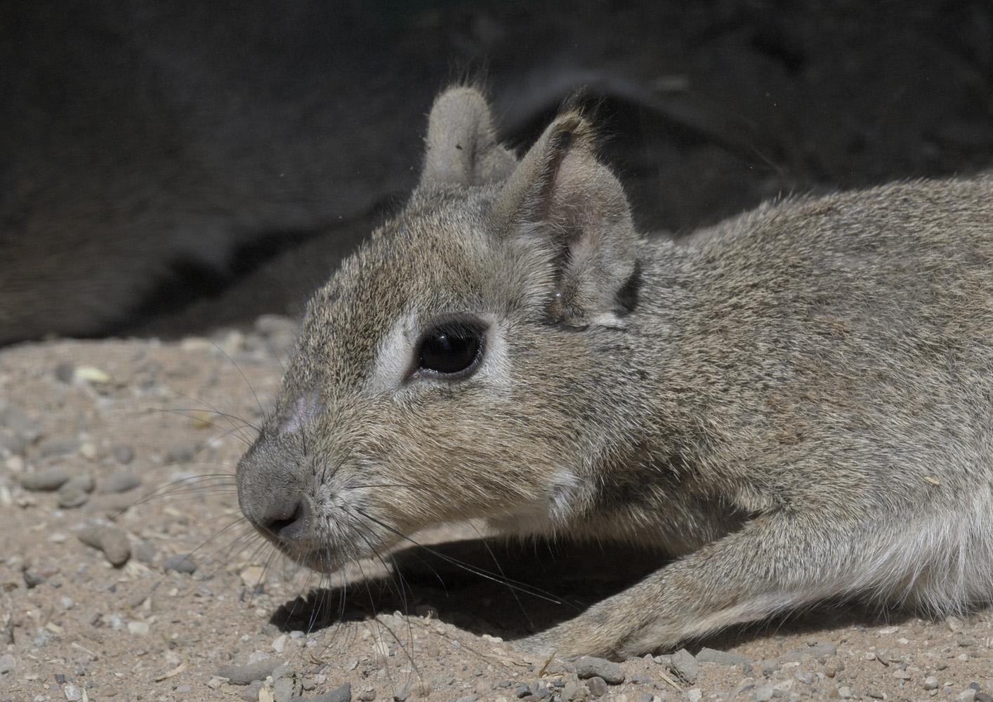 Chacoan mara sunbathing