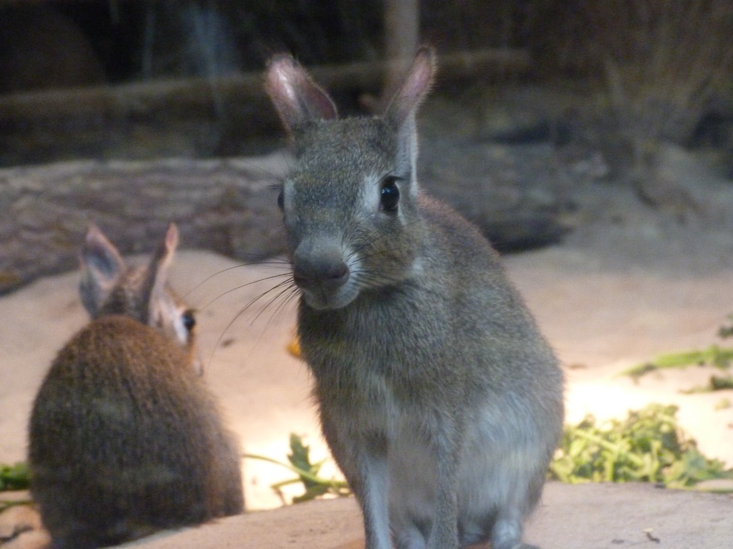 Chacoan mara -Tierpark Berlin (2024)