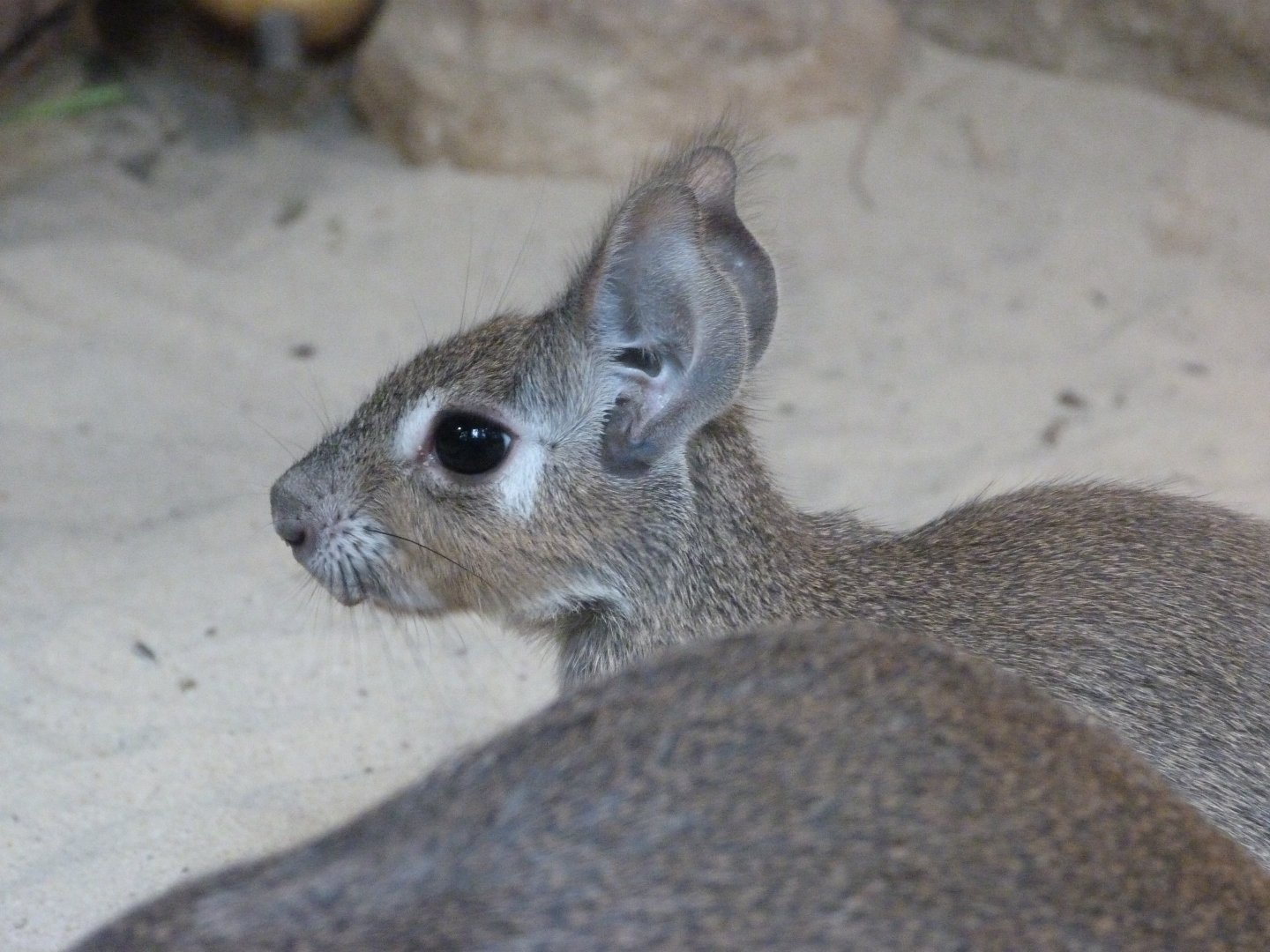 Chacoan mara -Tierpark Berlin (2024)