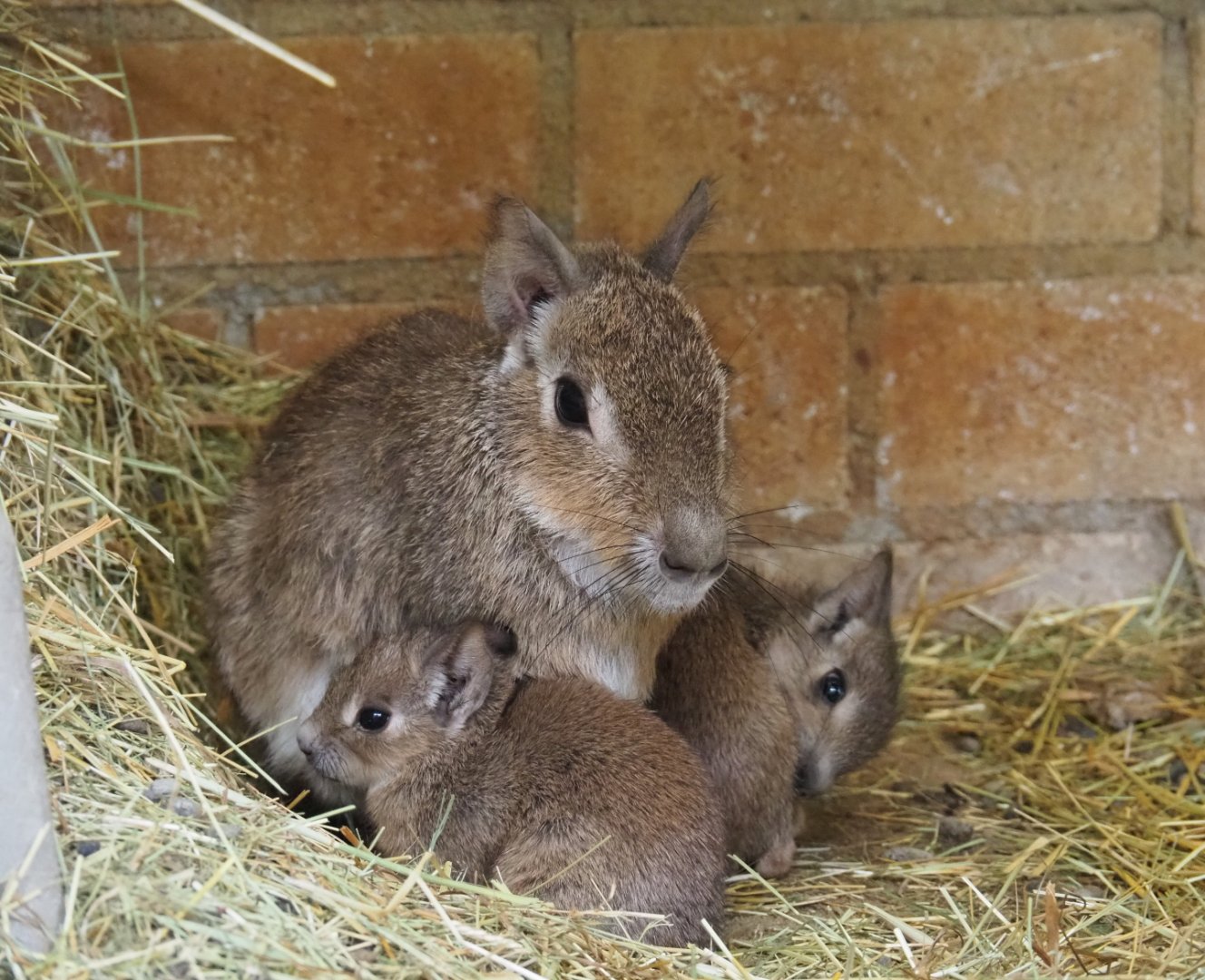 Chacoan mara with pups (Dolichotis salinicola), 2019-05-25